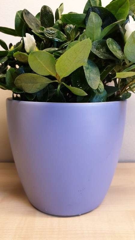 Bloempot, paars, hoogte 11cm, binnen diameter 10,5cm, nieuw!, Rond, Ophalen of Verzenden, Aardewerk, Binnen