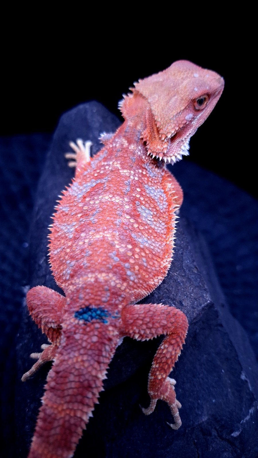 Red Hypo Blue Tiger Baardagaam Man veel blauw ! Bearded Dragon photo 5
