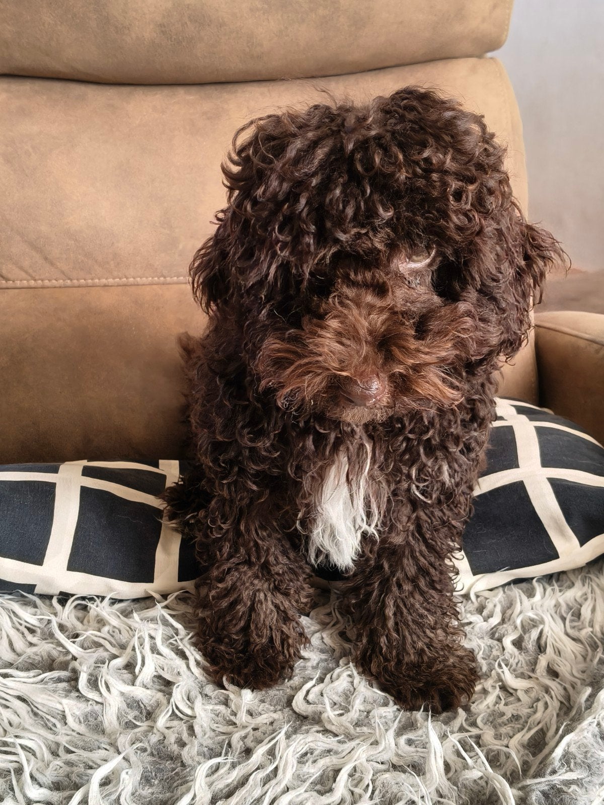 dwerg toy poedel, Dieren en Toebehoren, Poedel, 15 weken tot 1 jaar, Reu, Eén hond