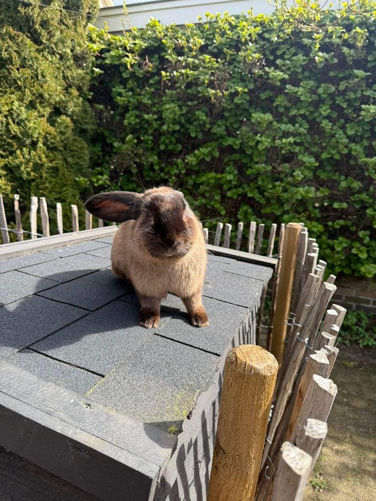 Duitse reus Siamees sable ram, Mannelijk, Groot