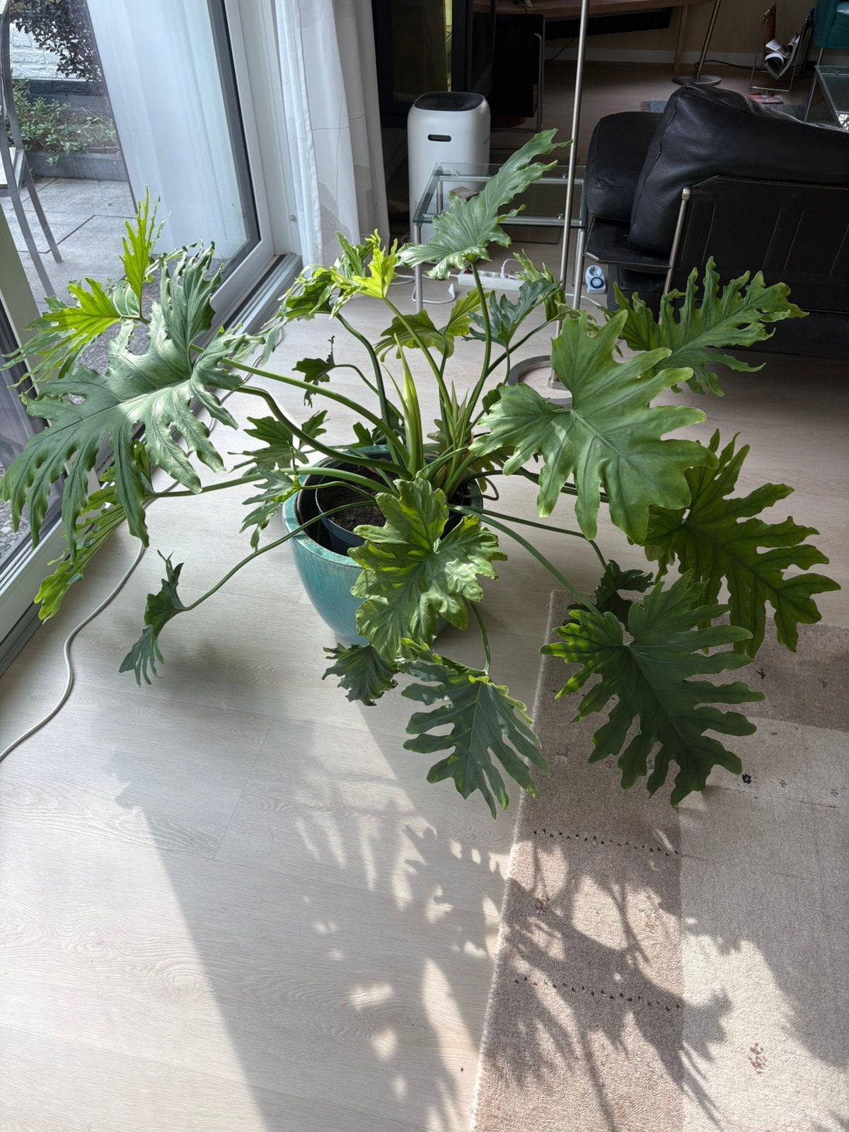 Grote philondendron selloum, Vaste plant, Bloeit niet, Halfschaduw, Ophalen
