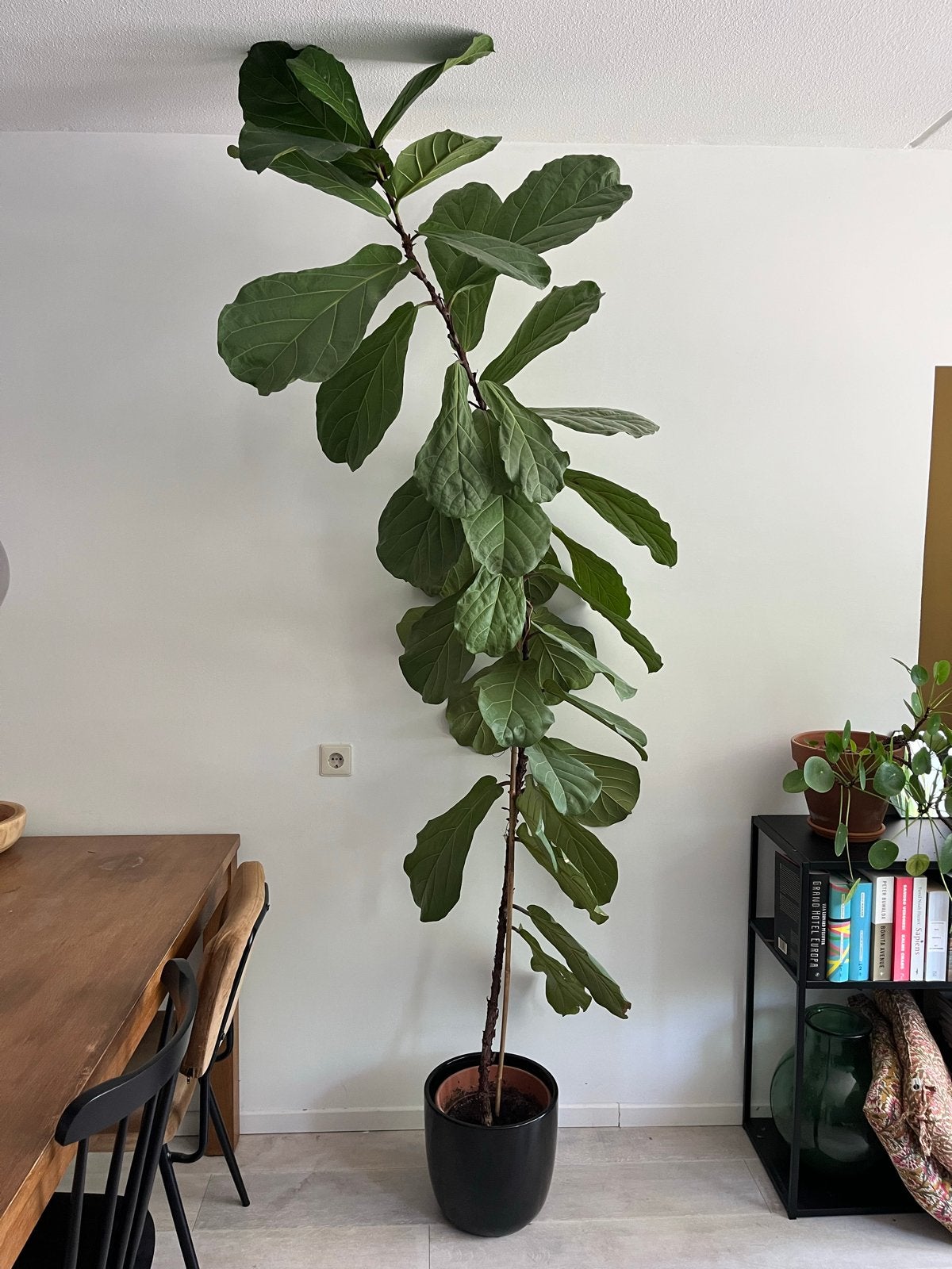 Grote Ficus Lyrata (Tabaksplant) - 235 cm, Ophalen, Ficus, 200 cm of meer, Halfschaduw