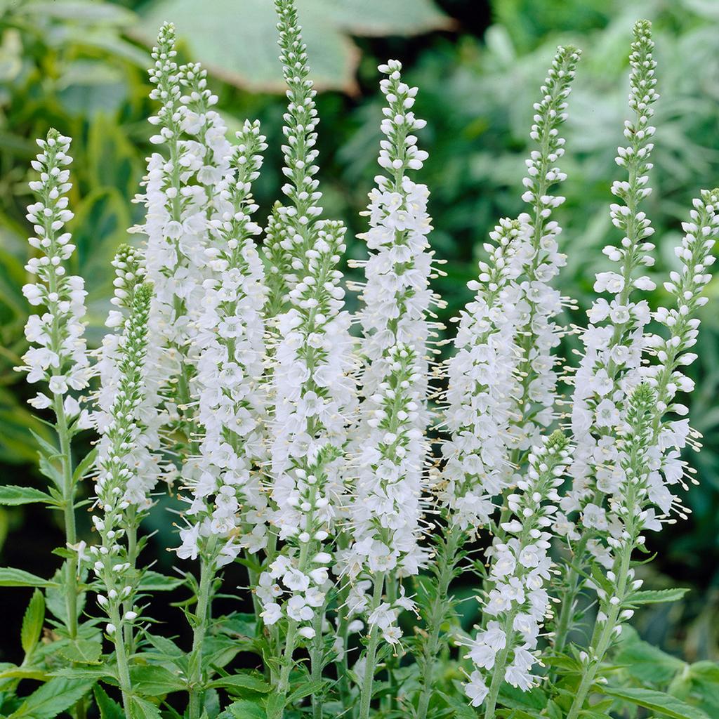 Veronica spicata 'Icicle' / Ereprijs P9 pot, Ophalen of Verzenden, Overige soorten, Halfschaduw