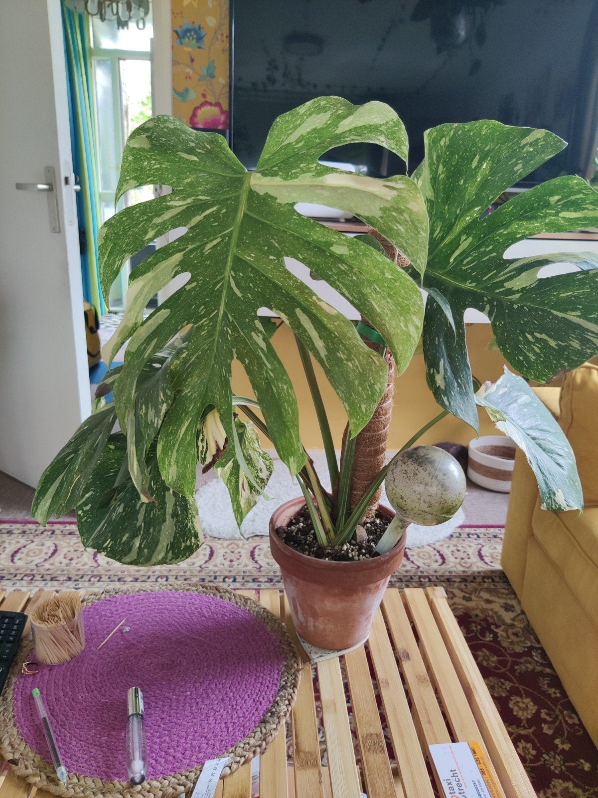 Monstera Deliciosa Variegata - Prachtige Kamerplant, Ophalen of Verzenden