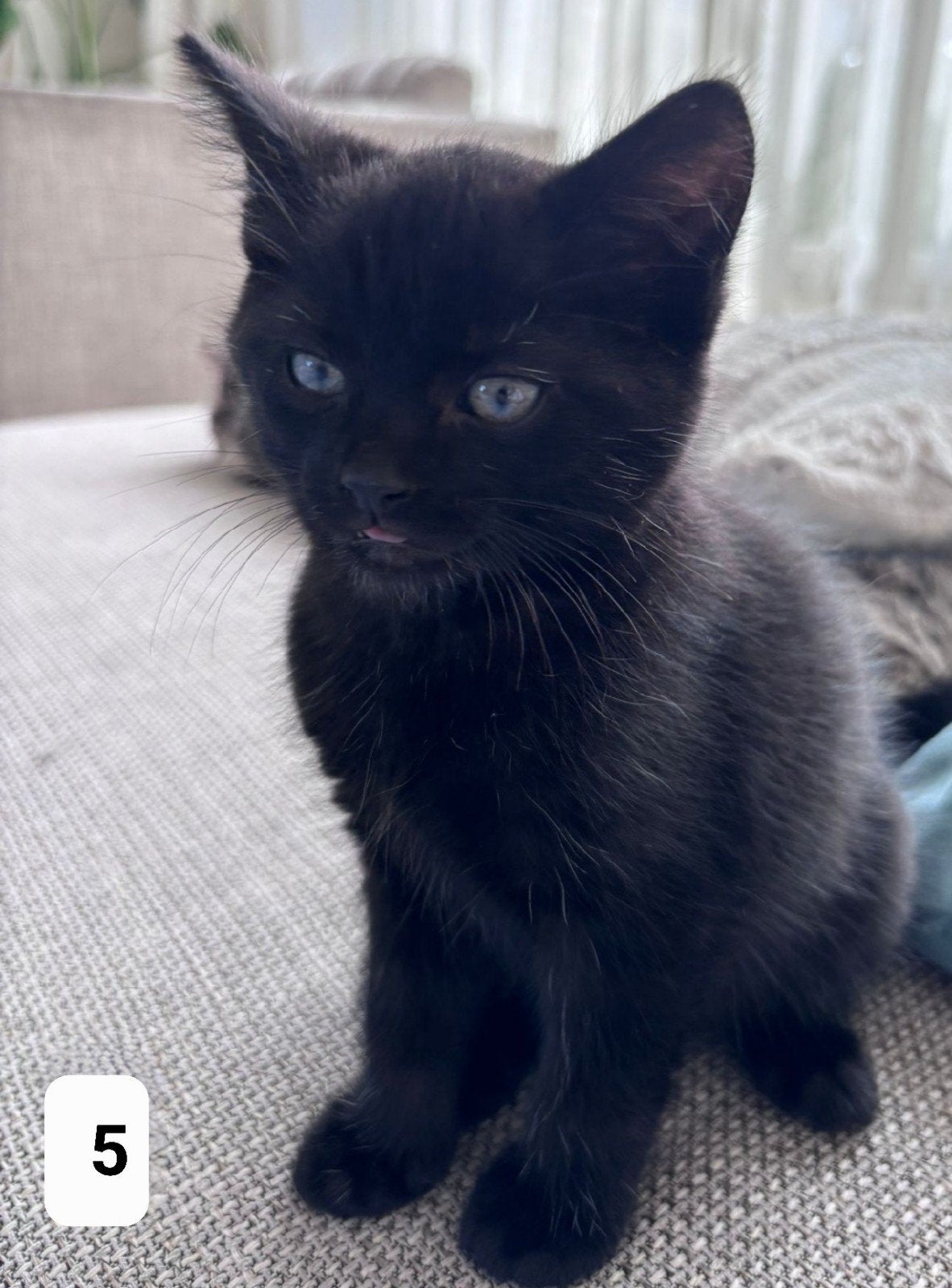 1 Zwarte kater Kitten over, Kater, 0 tot 2 jaar