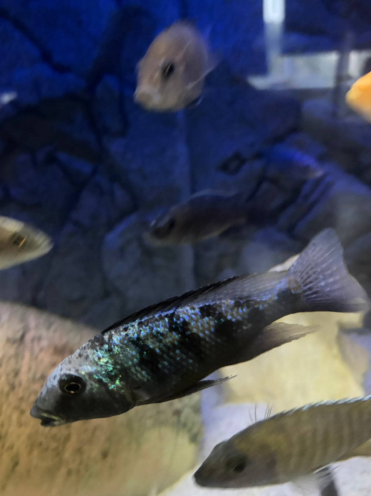 te koop trio Fossorochromis rostratus, Vis