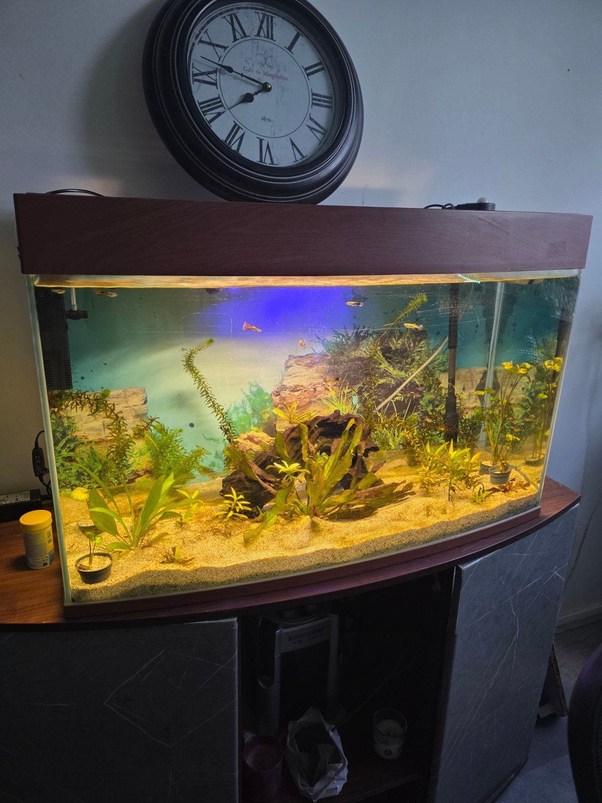 aquarium met vissen!, Dieren en Toebehoren, Vissen | Aquaria en Toebehoren, Ophalen, Inclusief toebehoren, Gebruikt, Gevuld zoetwateraquarium