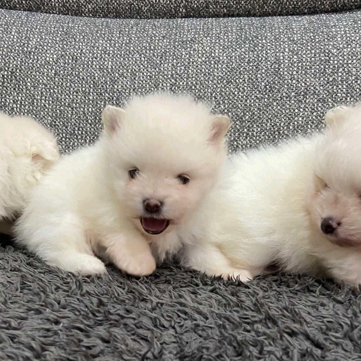 Pomeriaan teef pups, Overige rassen, Teef, Eén hond, Nederland
