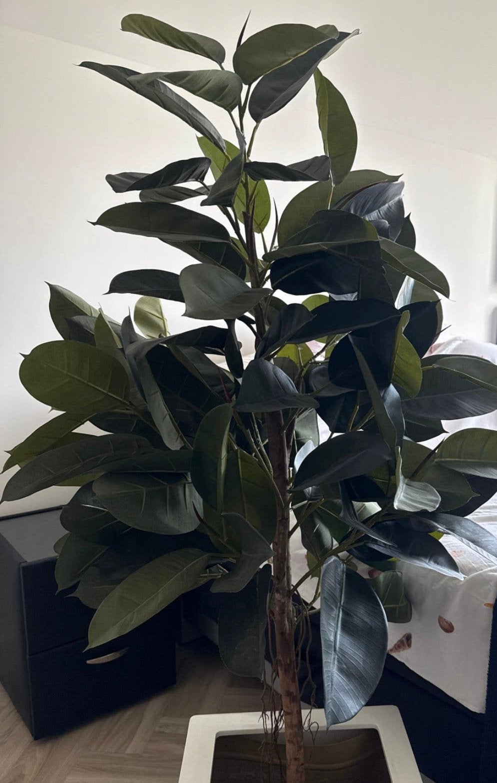 Grote Ficus Elastica van echt zijde gemaakt, Ophalen, Ficus, Halfschaduw, In pot