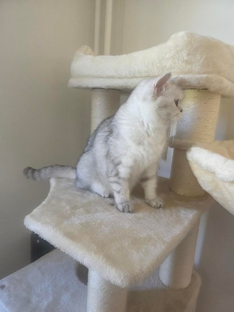 1 lieve kittens te koop – Brits korthaar mix, Dieren en Toebehoren, Meerdere dieren, Ontwormd