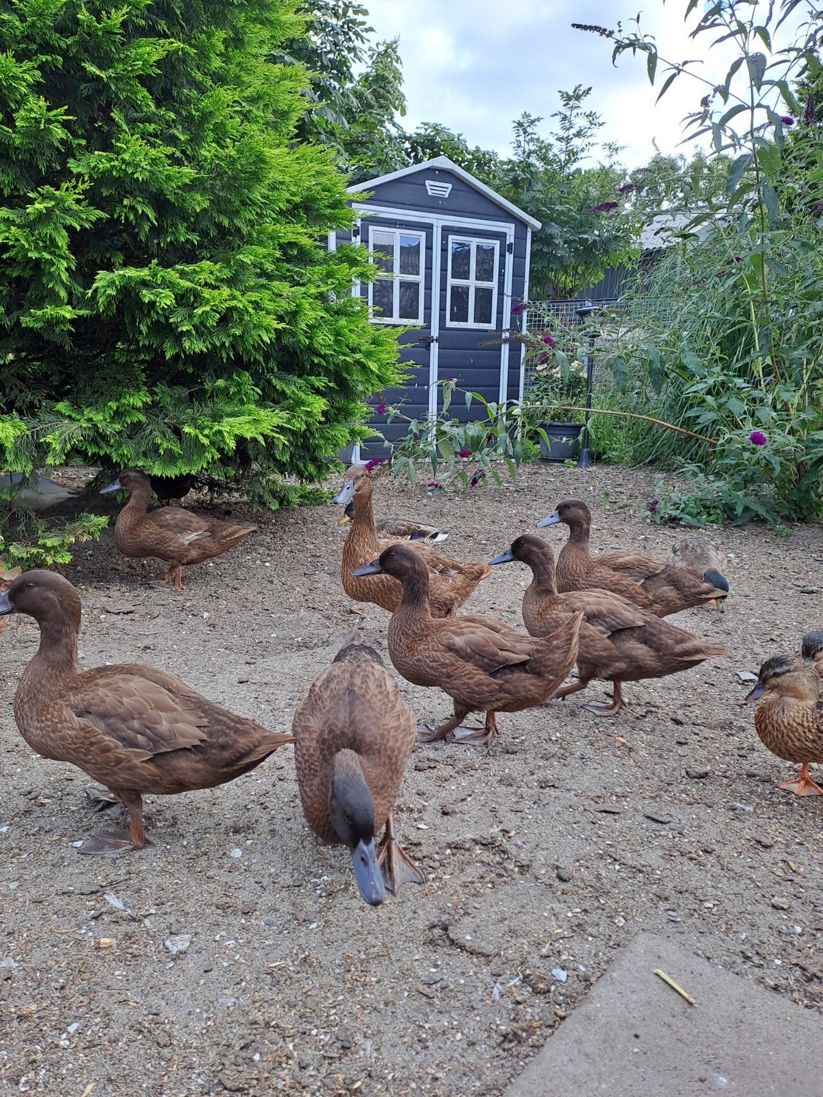 kaki cambel eenden, Meerdere dieren, Eend