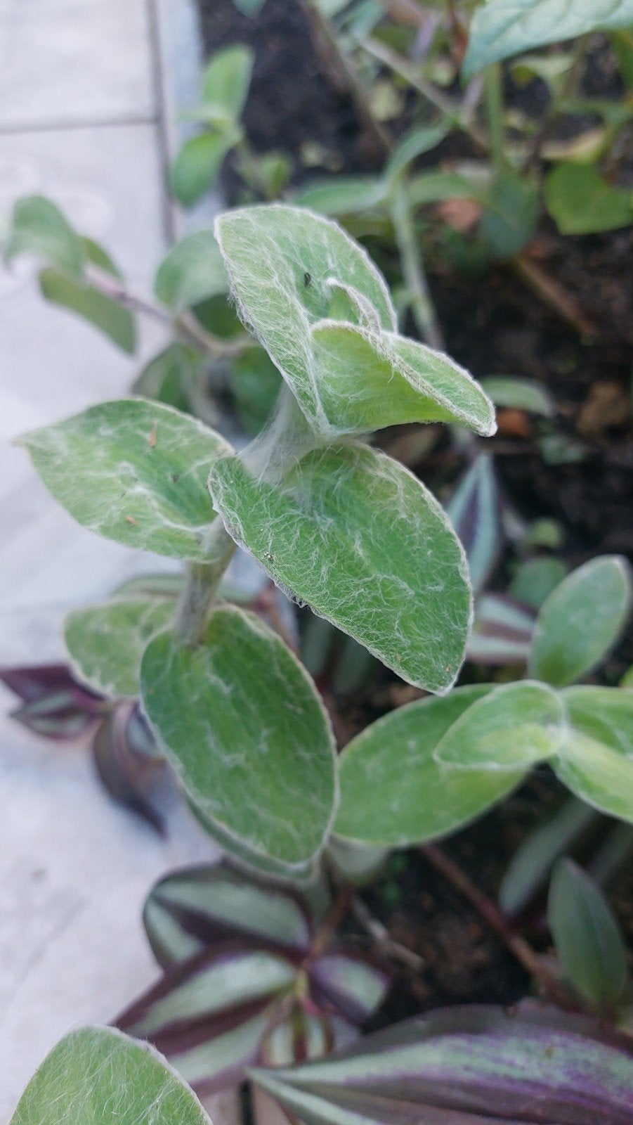 tradescantia sillamontana, Ophalen of Verzenden, Volle zon