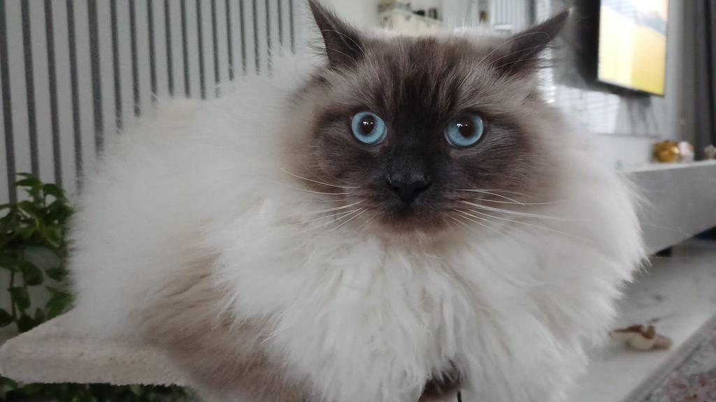 Raszuivere Ragdoll > 1 jaar oud, Dieren en Toebehoren, Katten en Kittens | Raskatten | Langhaar, Kater, Gechipt, 0 tot 2 jaar
