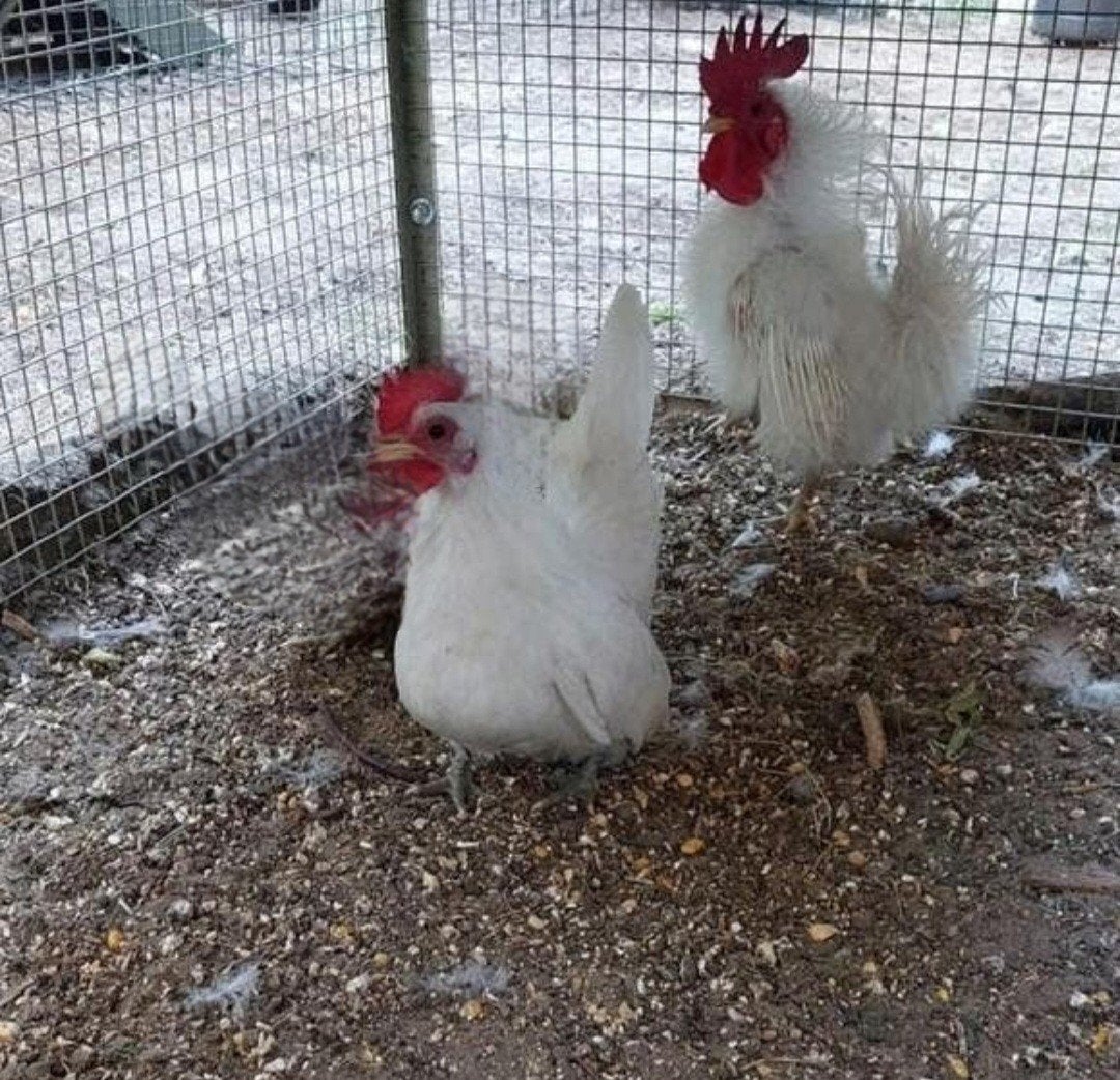Koppeltje serama witte zijde krulveer x split zijdeveer glad, Dieren en Toebehoren, Pluimvee