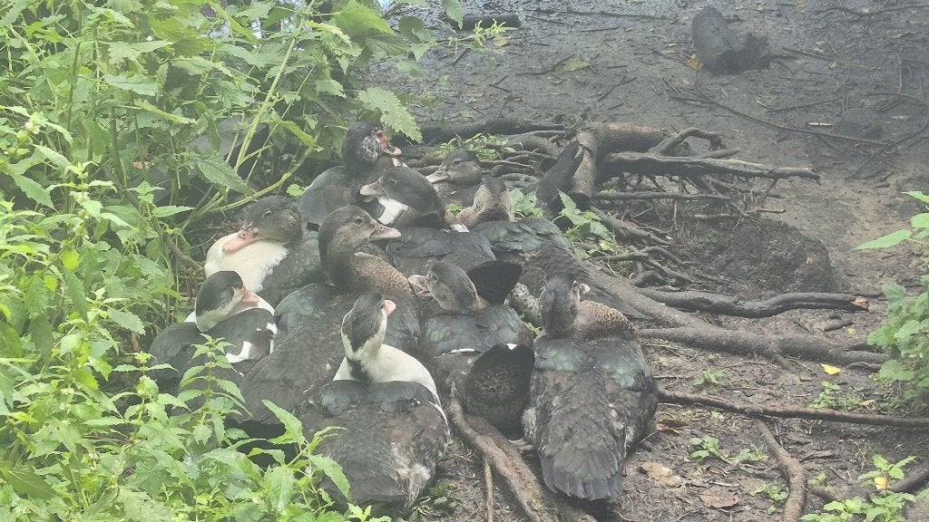 Muskus Eenden, Dieren en Toebehoren, Pluimvee, Meerdere dieren, Eend