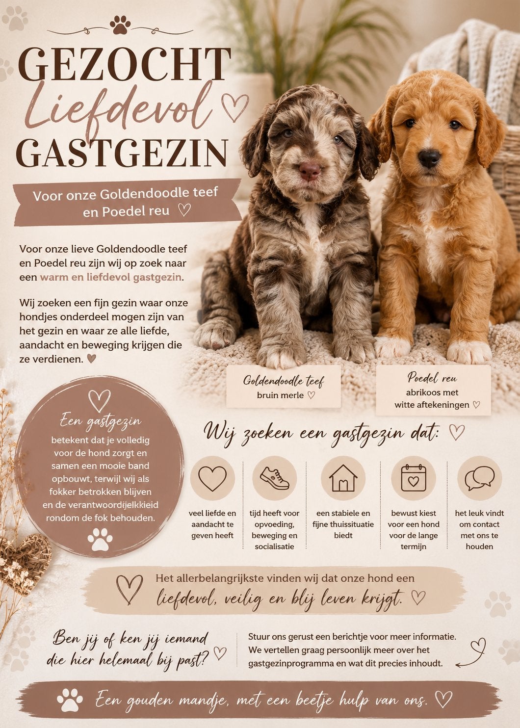 Gastgezinnen gezocht voor Goldendoodle pup en Poedel pup, Parvo, Nederland, Overige rassen, 8 tot 15 weken