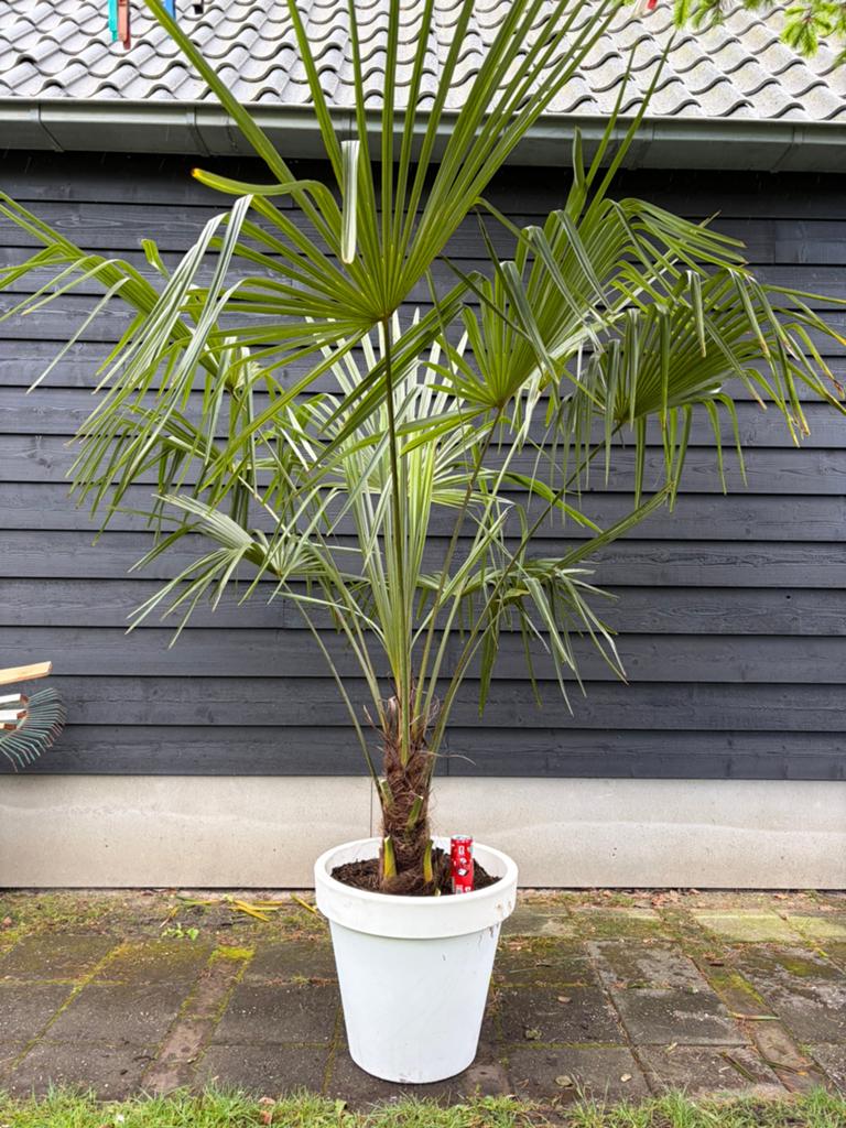Trachycarpus fortunei winterharde palmboom, 100 tot 250 cm, Zomer, Palmboom, Ophalen
