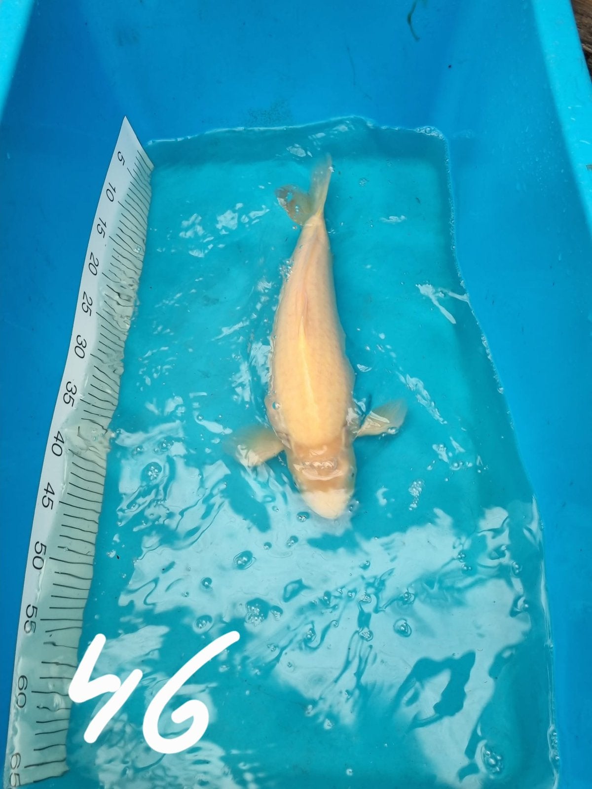 Te koop japanse koi karashi 46cm, Karper of Koi