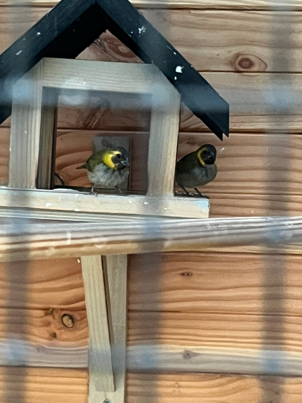 3 cuba vinkjes pop, Dieren en Toebehoren, Vogels | Overige Vogels, Vrouwelijk