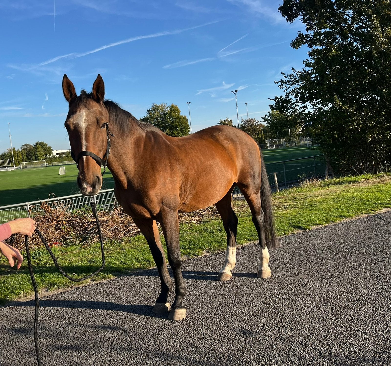 Lieve 19-jarige merrie te koop, Dieren en Toebehoren, Merrie, Recreatiepaard, 11 jaar of ouder