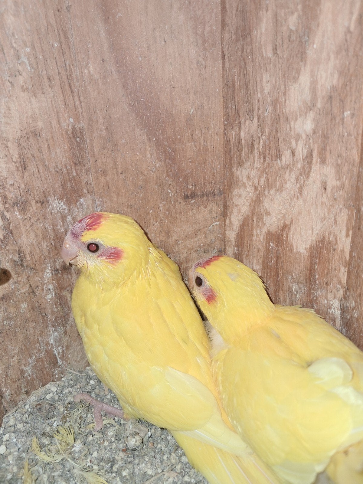 2 x Jonge kakariki, Meerdere dieren, Parkiet, Geringd