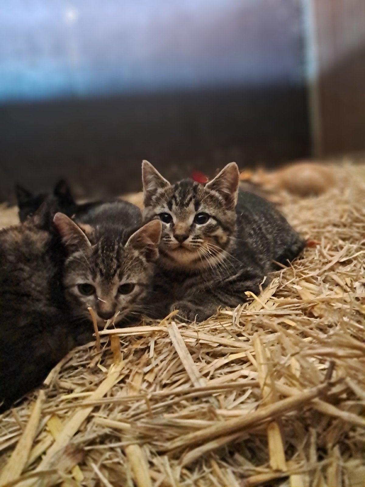 Lieve kittens, Dieren en Toebehoren, Katten en Kittens | Overige Katten, Meerdere dieren, Kortharig, 0 tot 2 jaar