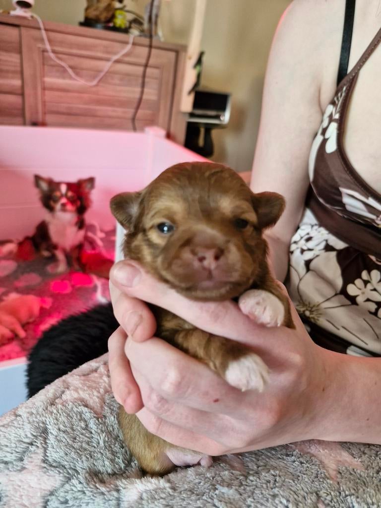 Prachtige pups geboren, Parvo, Overige rassen, 8 tot 15 weken, Meerdere