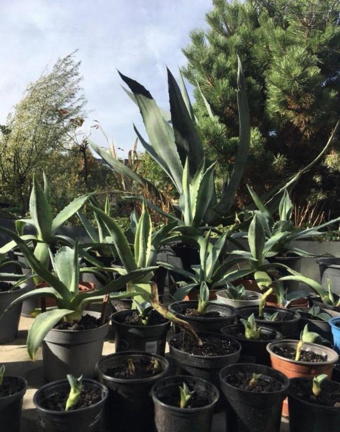 Biologische Blauwe Agave Americana Stekjes planten 10stuks, Ophalen, Minder dan 100 cm, In pot, Cactus