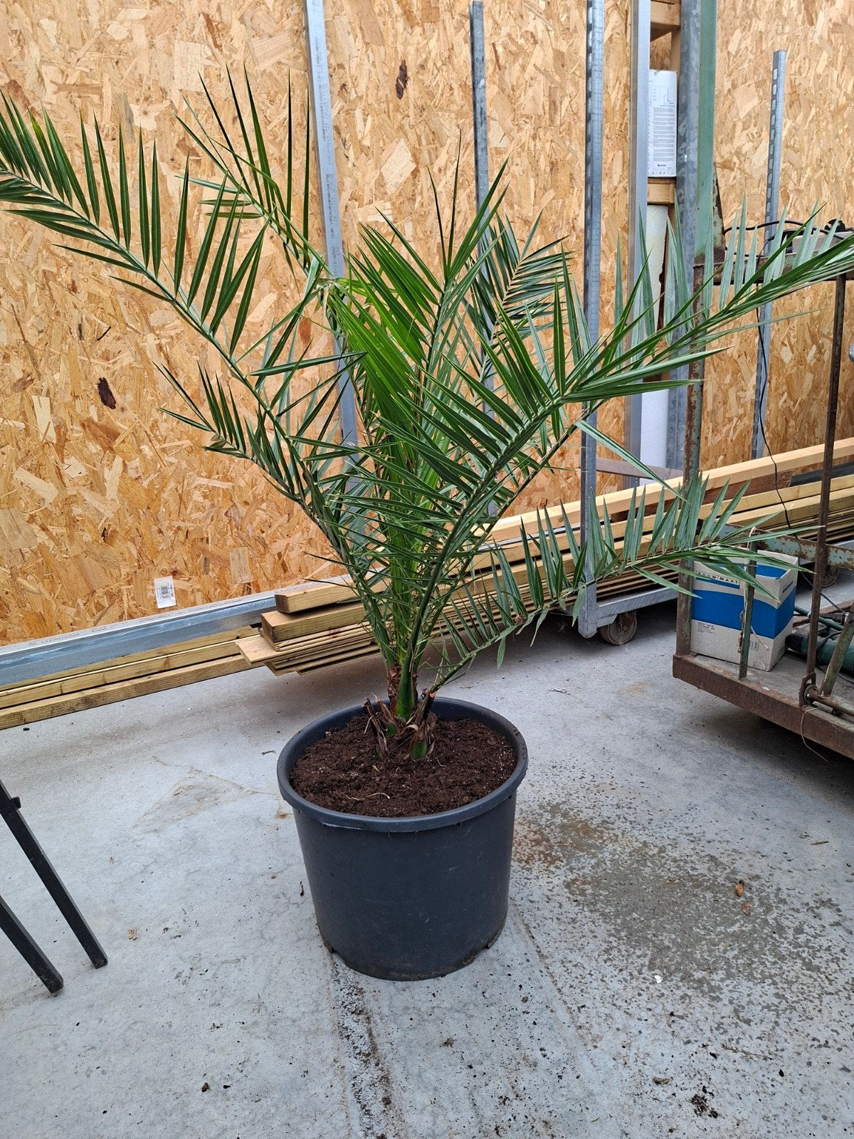 Phoenix Canariensis - Canarische dadelpalm, Volle zon, Vaste plant, Bloeit niet, Ophalen