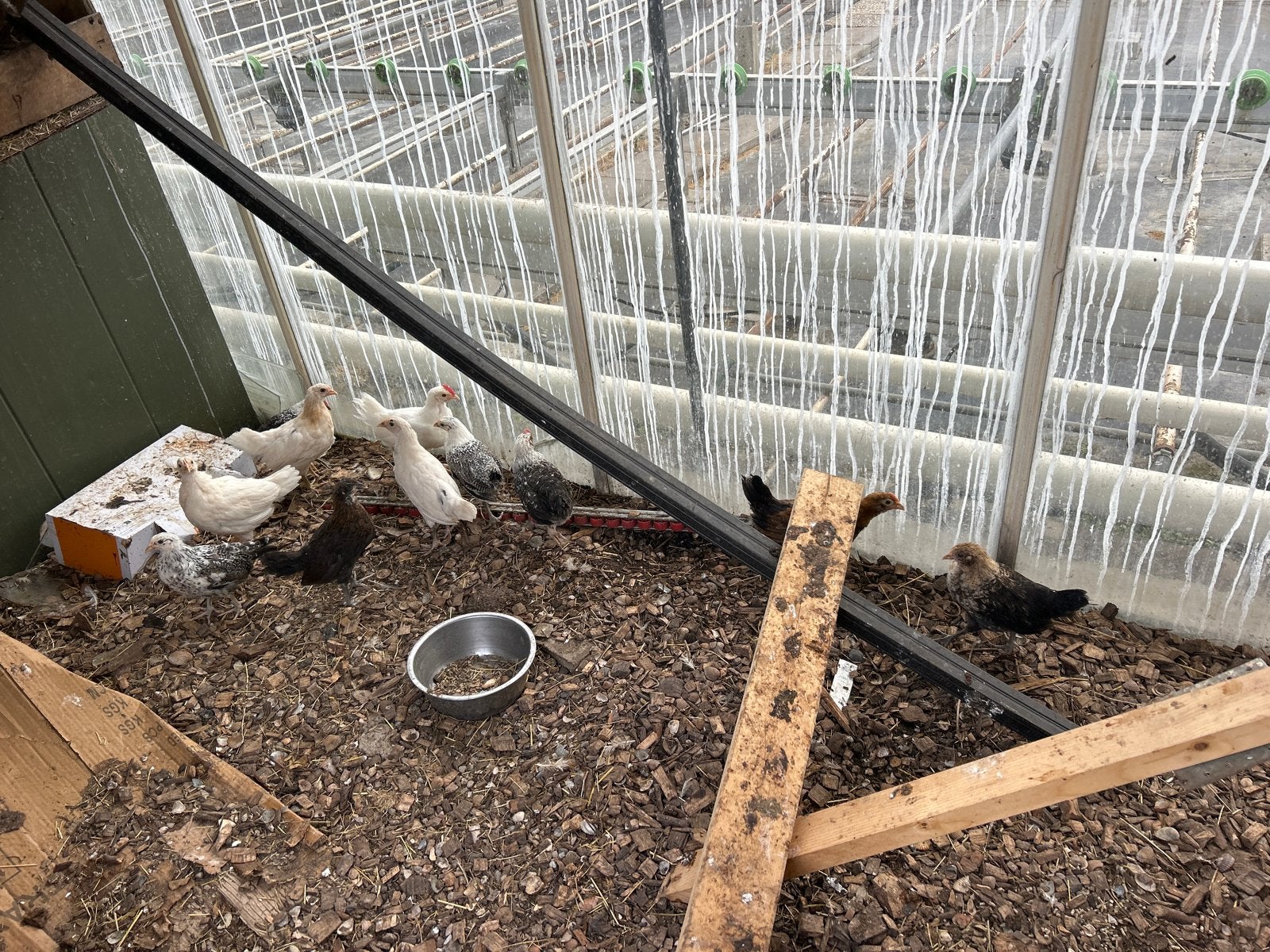 Jonge hanen, Dieren en Toebehoren, Mannelijk, Kip