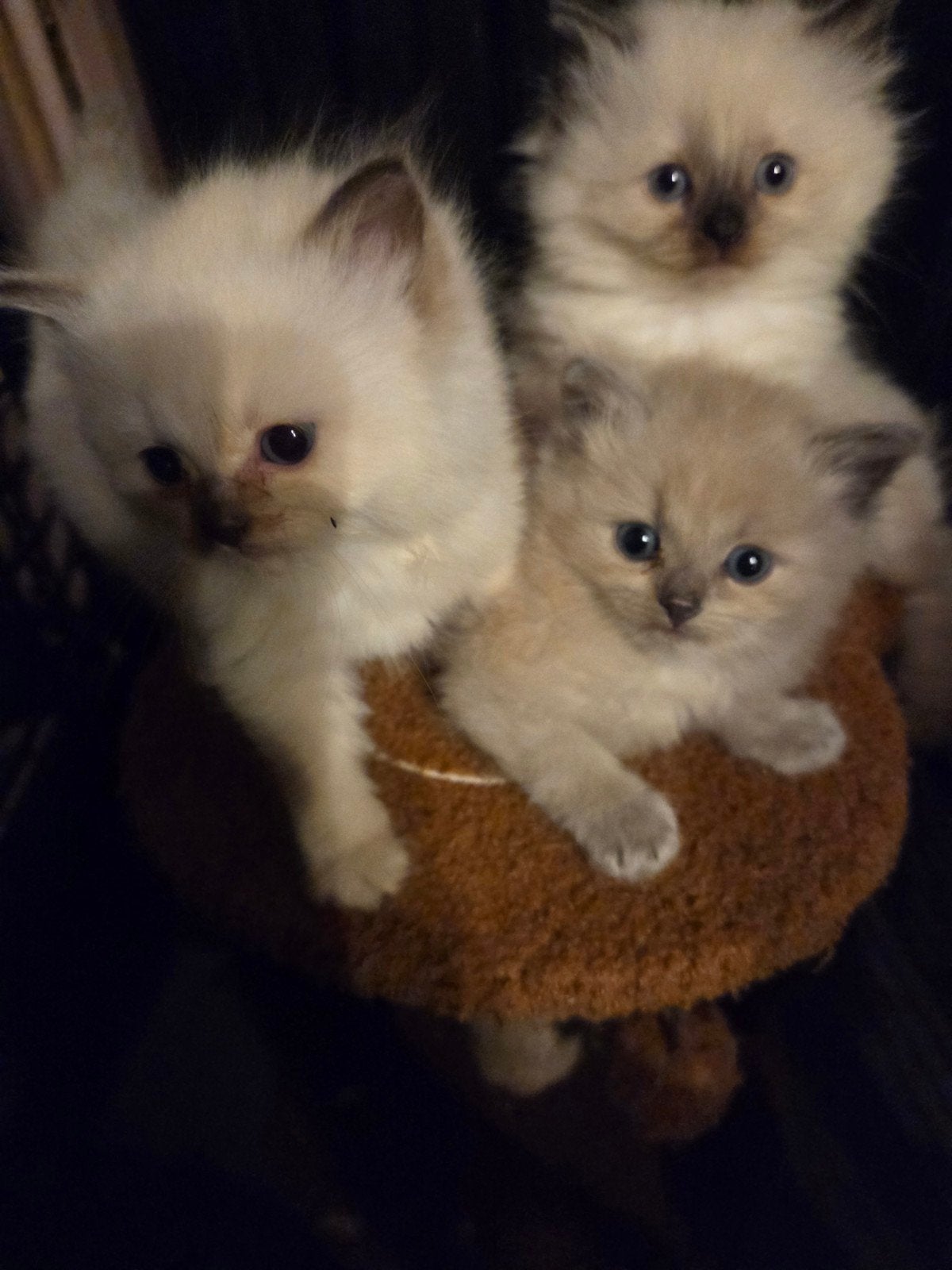 Raggdol kittens, Dieren en Toebehoren, Meerdere dieren, Met stamboom