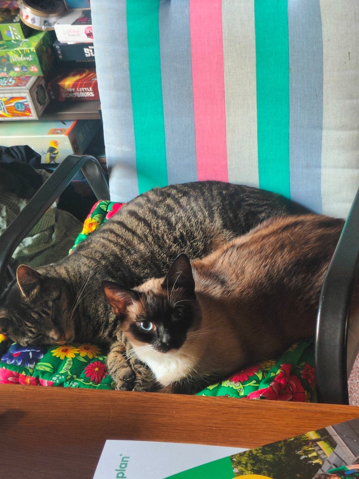2 binnenkatten (appa&momo) met alle benodigdheden, Kater, Ingeënt, 3 tot 5 jaar