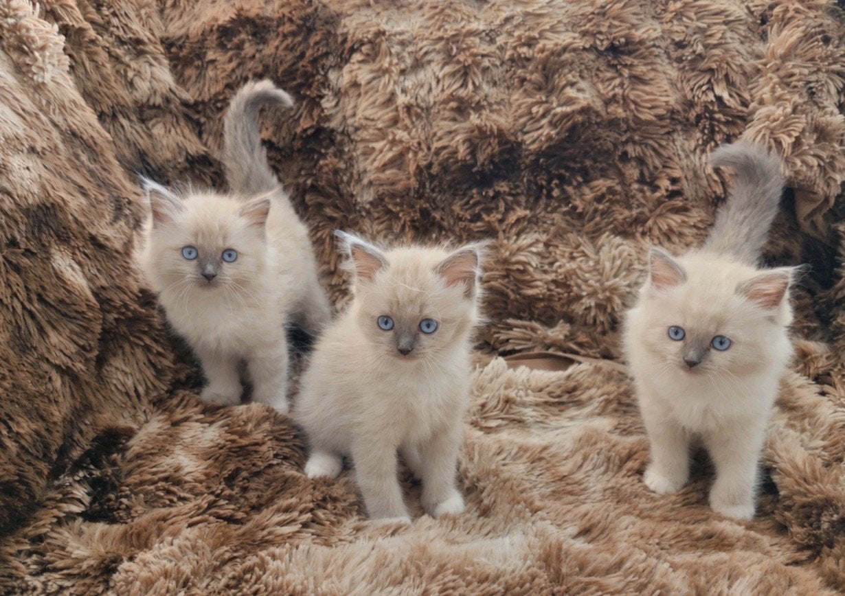 Lieve BirmaDoll kittens met Licht blauwe ogen (10 weken oud), Dieren en Toebehoren, Meerdere dieren, Ontwormd, 0 tot 2 jaar