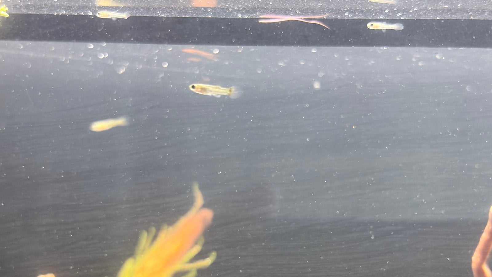 Guppy’s, Vis