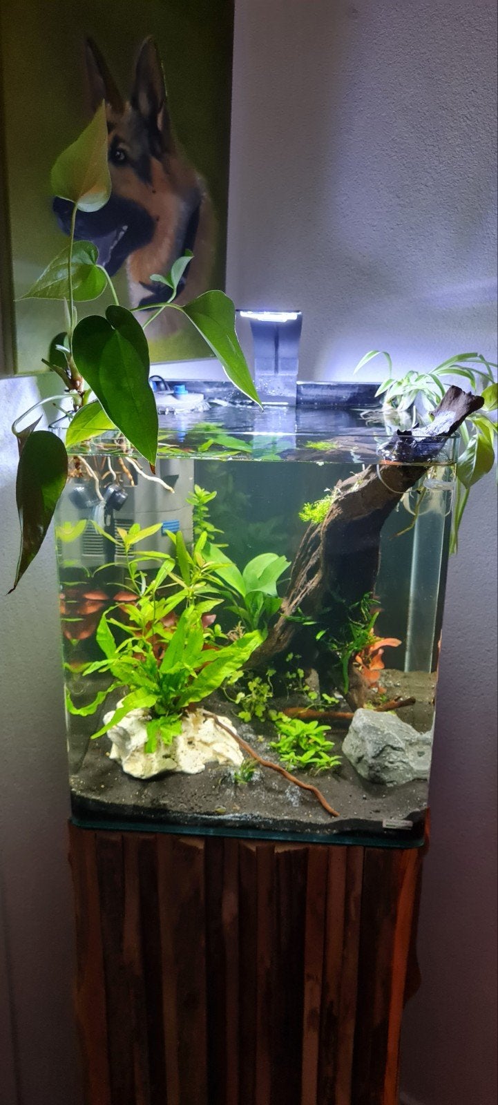 Dennerle aquarium, Ophalen, Zo goed als nieuw, Leeg aquarium