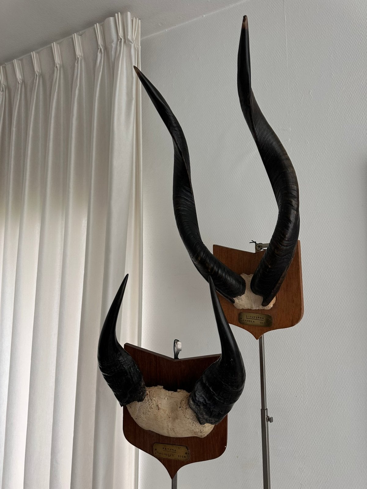 Jachttrofeeën met  koperen : jaar /land plaquette Congo 1957, Ophalen of Verzenden