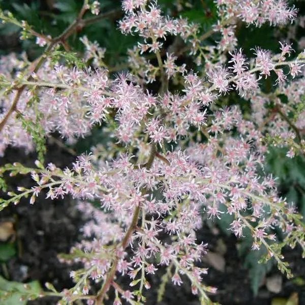 Astilbe 'Sprite' - Roze, Laagblijvend voor Schaduw & Vocht, Tuin en Terras, Ophalen, Vaste plant, Overige soorten, Volledige schaduw