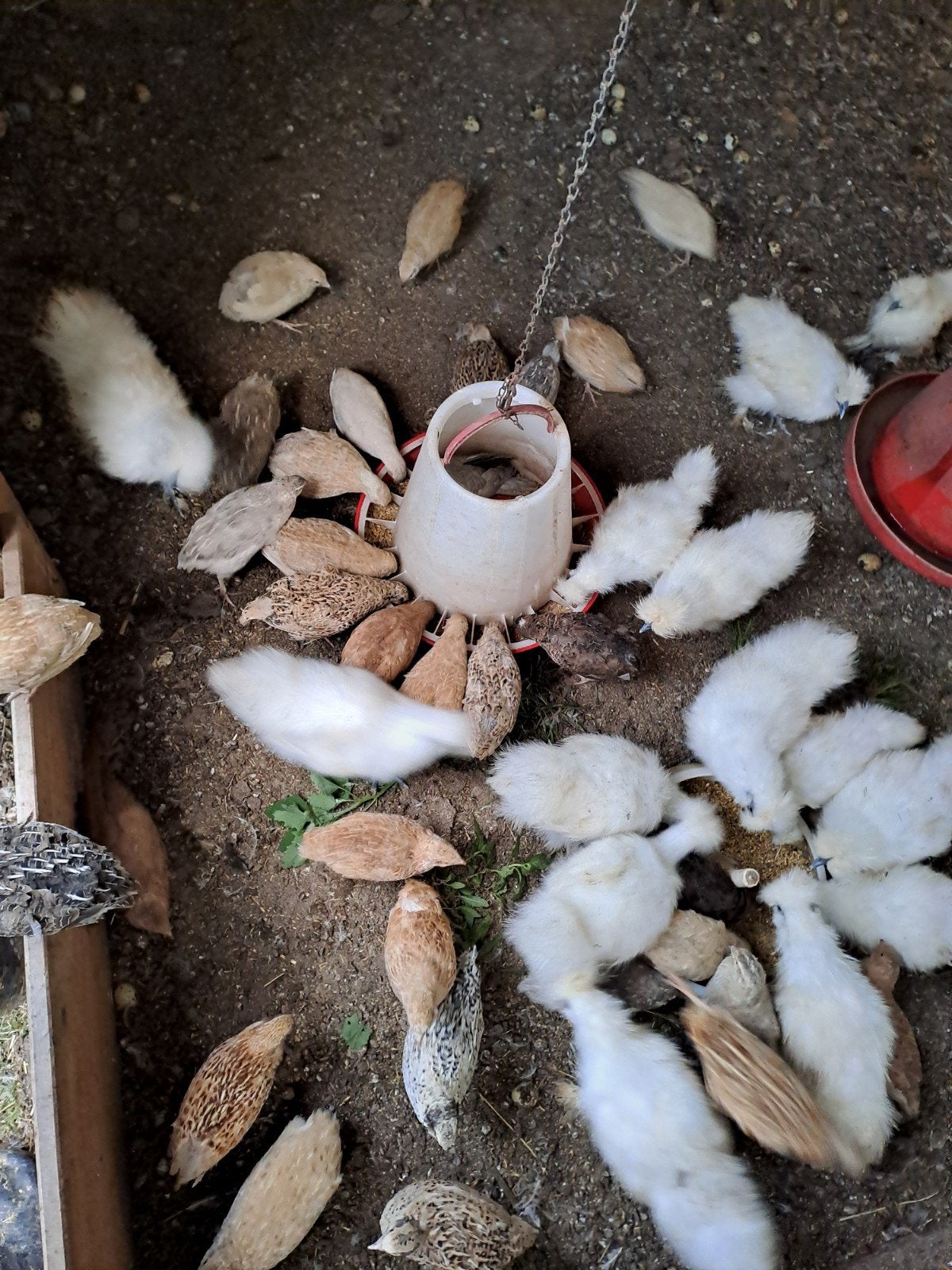 kwartels Japanse te koop, Dieren en Toebehoren, Overige soorten