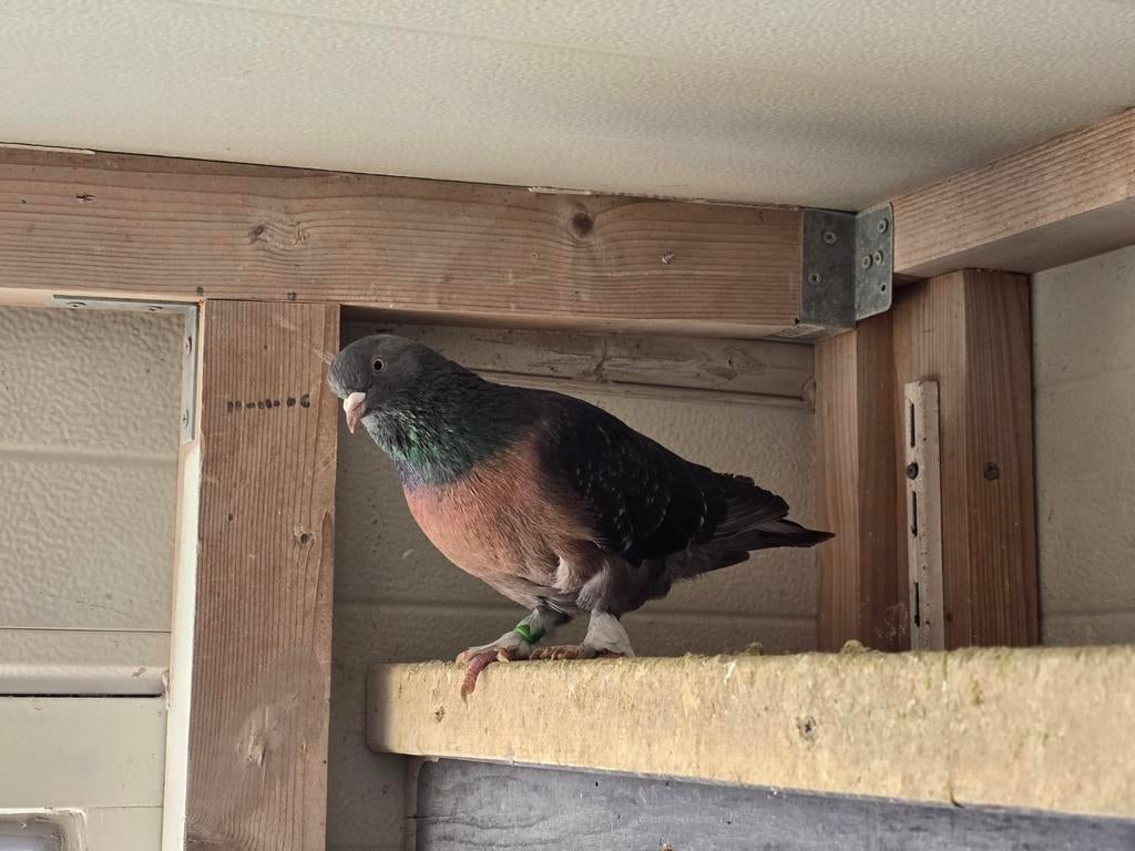 Takla duiven tekoop, Meerdere dieren, Overige soorten