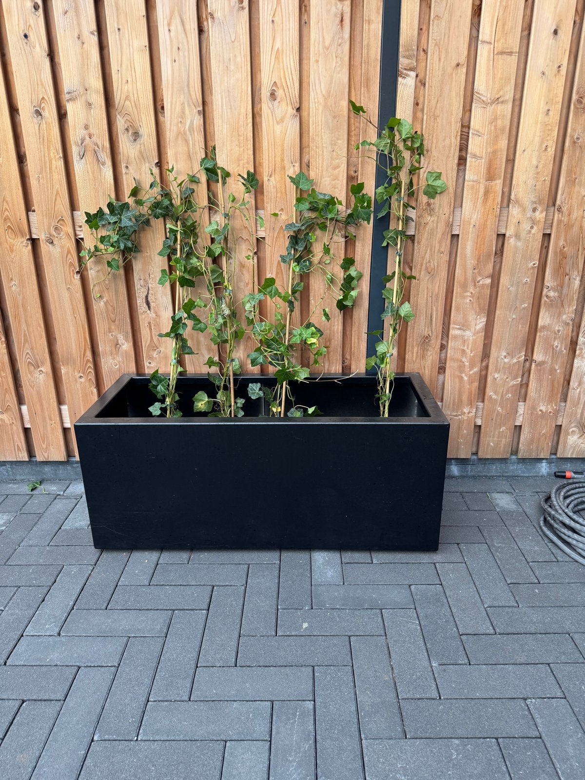 Hedera (Klimop) planten voor haag of bodembedekker, Ophalen, Vaste plant, Bloeit niet, Halfschaduw