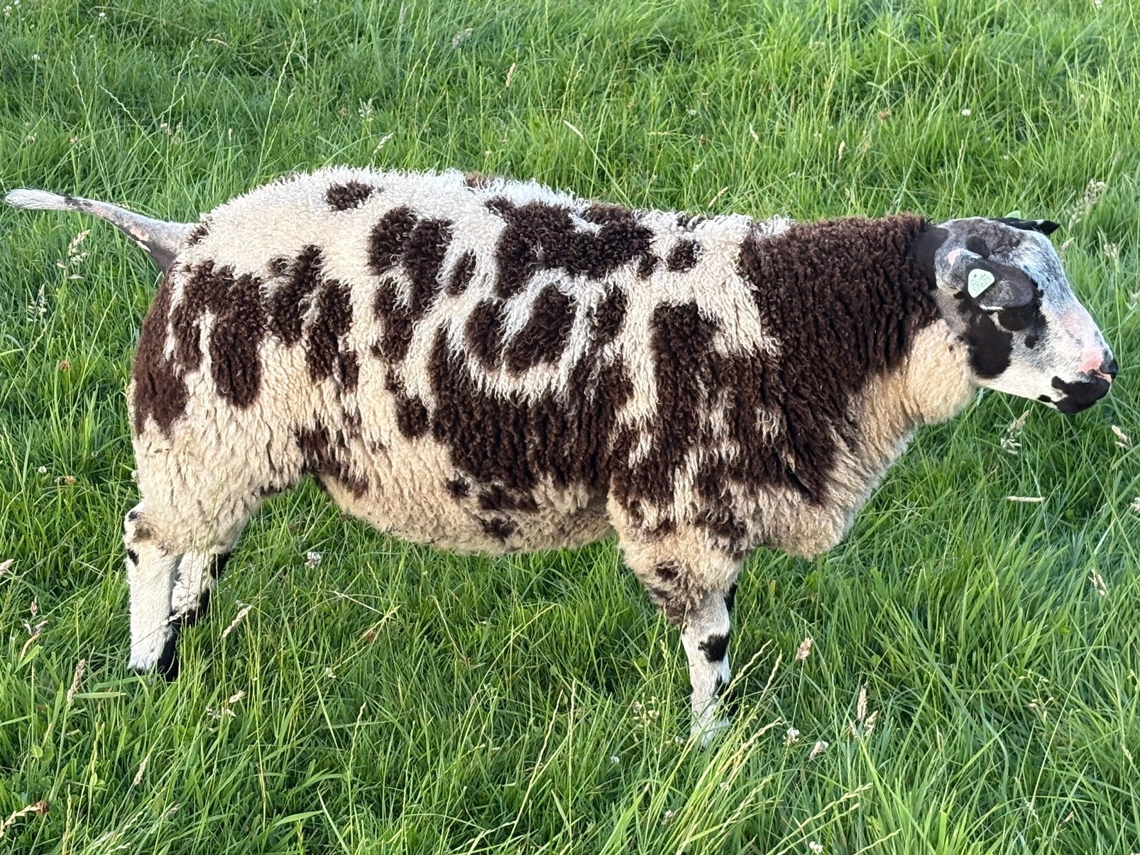 Bonte dekram., Dieren en Toebehoren, Schapen, Geiten en Varkens, Mannelijk, Schaap, 0 tot 2 jaar