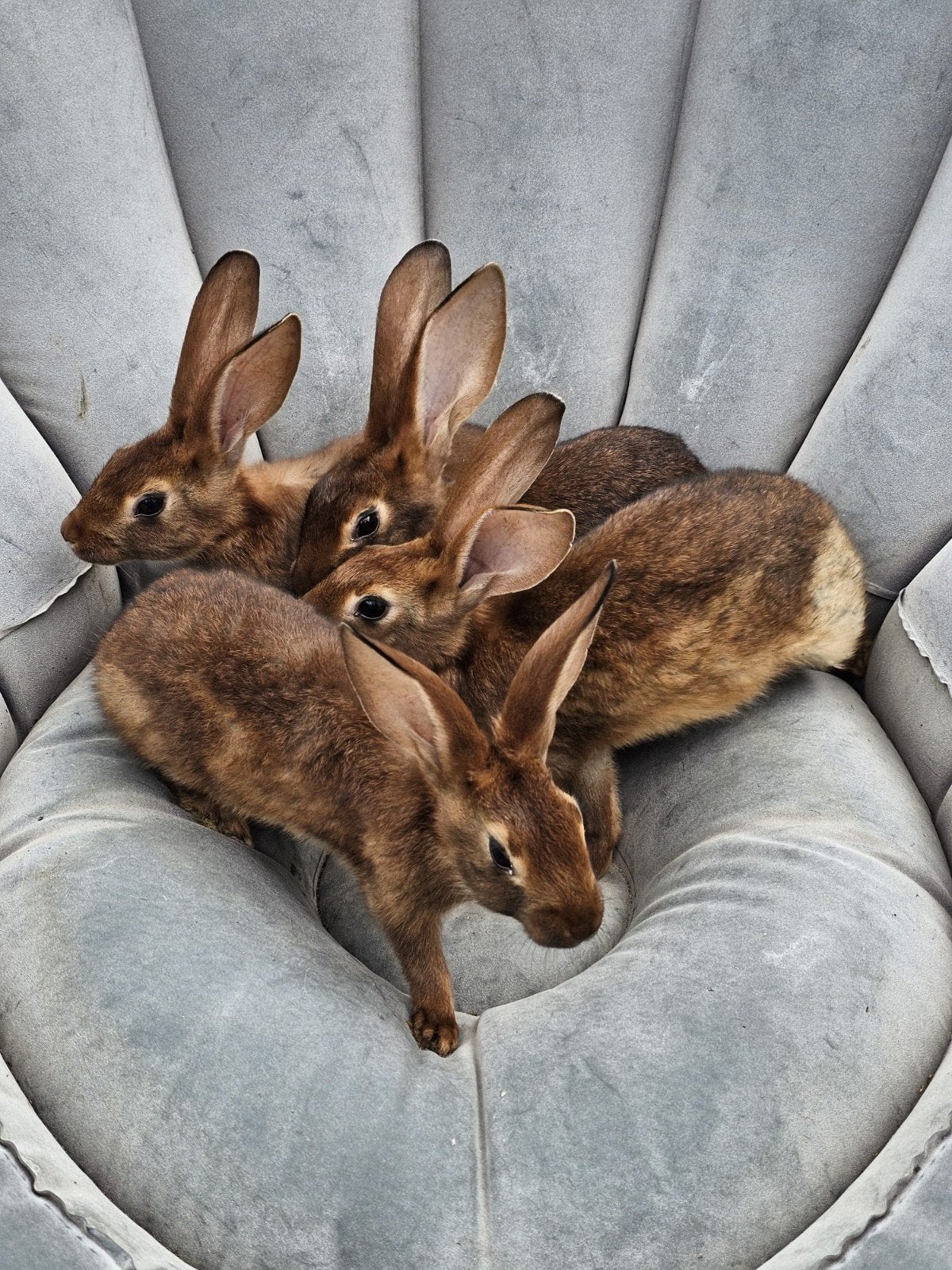 Belgische hazen te koop., Dieren en Toebehoren, Meerdere dieren, Groot