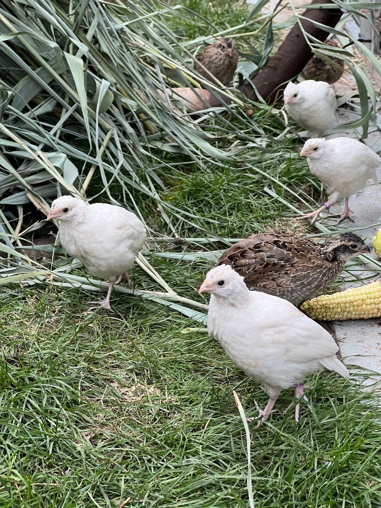 bobwhite kwartels, Dieren en Toebehoren, Geslacht onbekend, Geringd