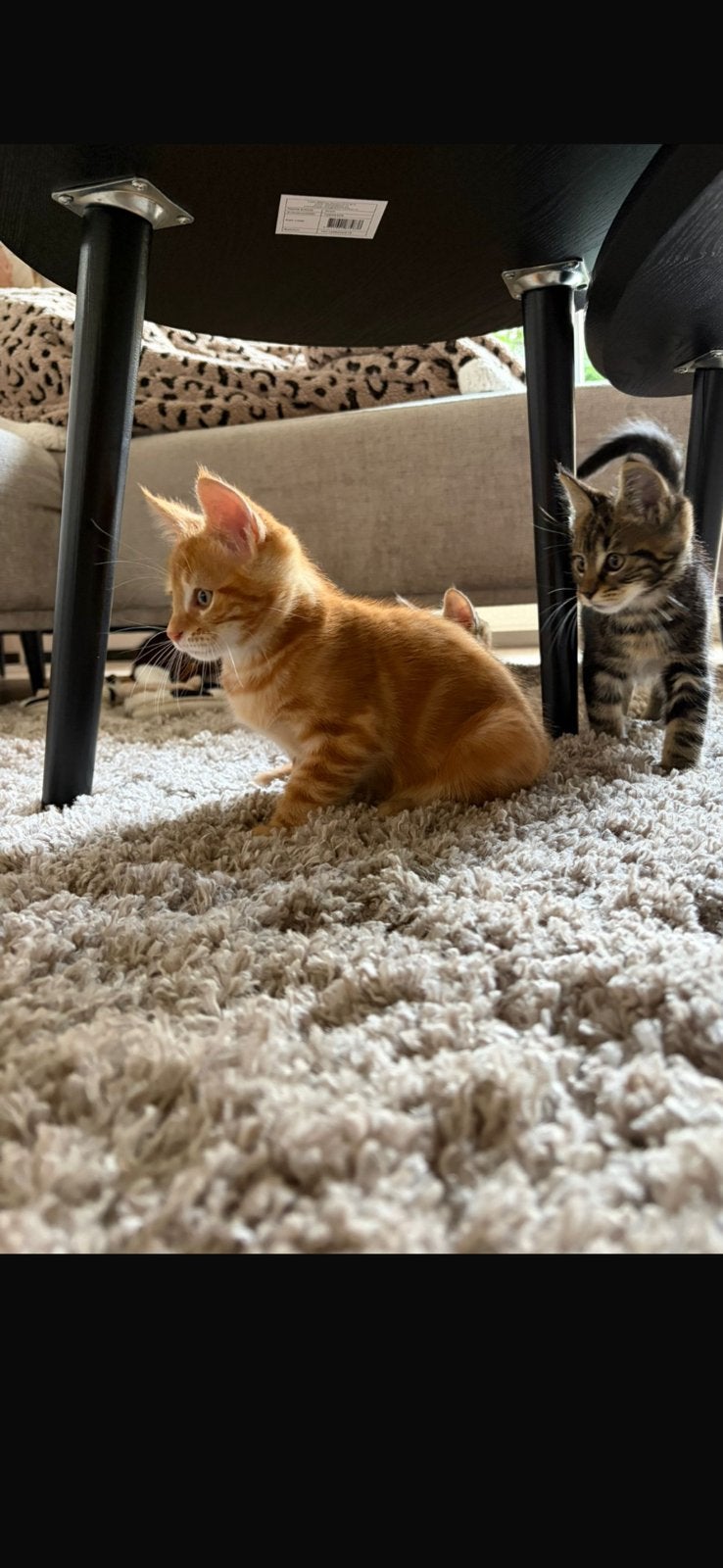 1 rode kitten (katertje) half Main coon, Dieren en Toebehoren