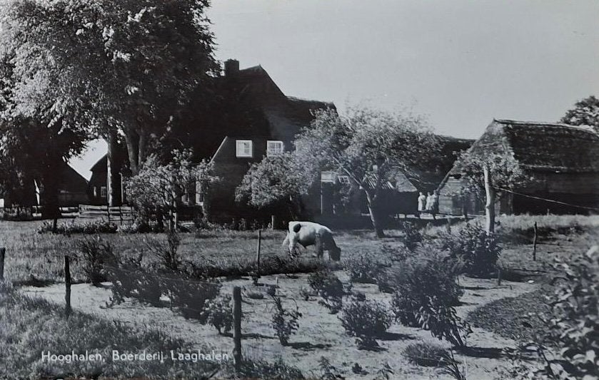 Hooghalen- Boerderij Laaghalen- Koe, Verzenden, 1940 tot 1960, Gelopen, Drenthe