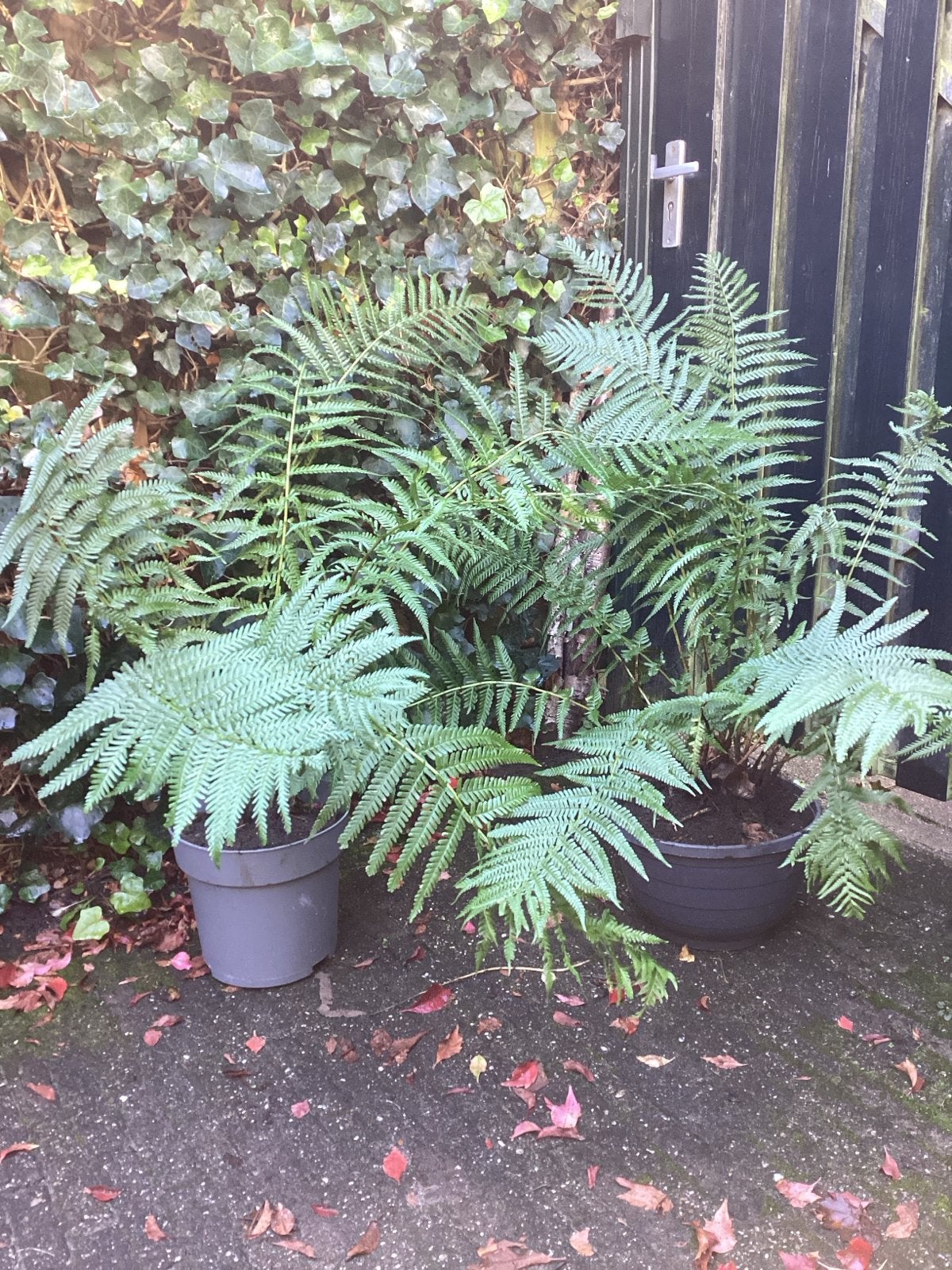 2 Grote Varens voor Buiten - Hoogte 1 Meter, Tuin en Terras, Ophalen, Vaste plant, Varens, Bloeit niet