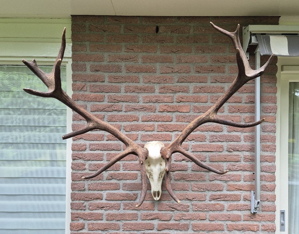 Mooi Groot Edelhert Gewei Schedel Jacht Mancave Veluwe h28, Verzamelen, Dierenverzamelingen, Ophalen, Zo goed als nieuw, Hert