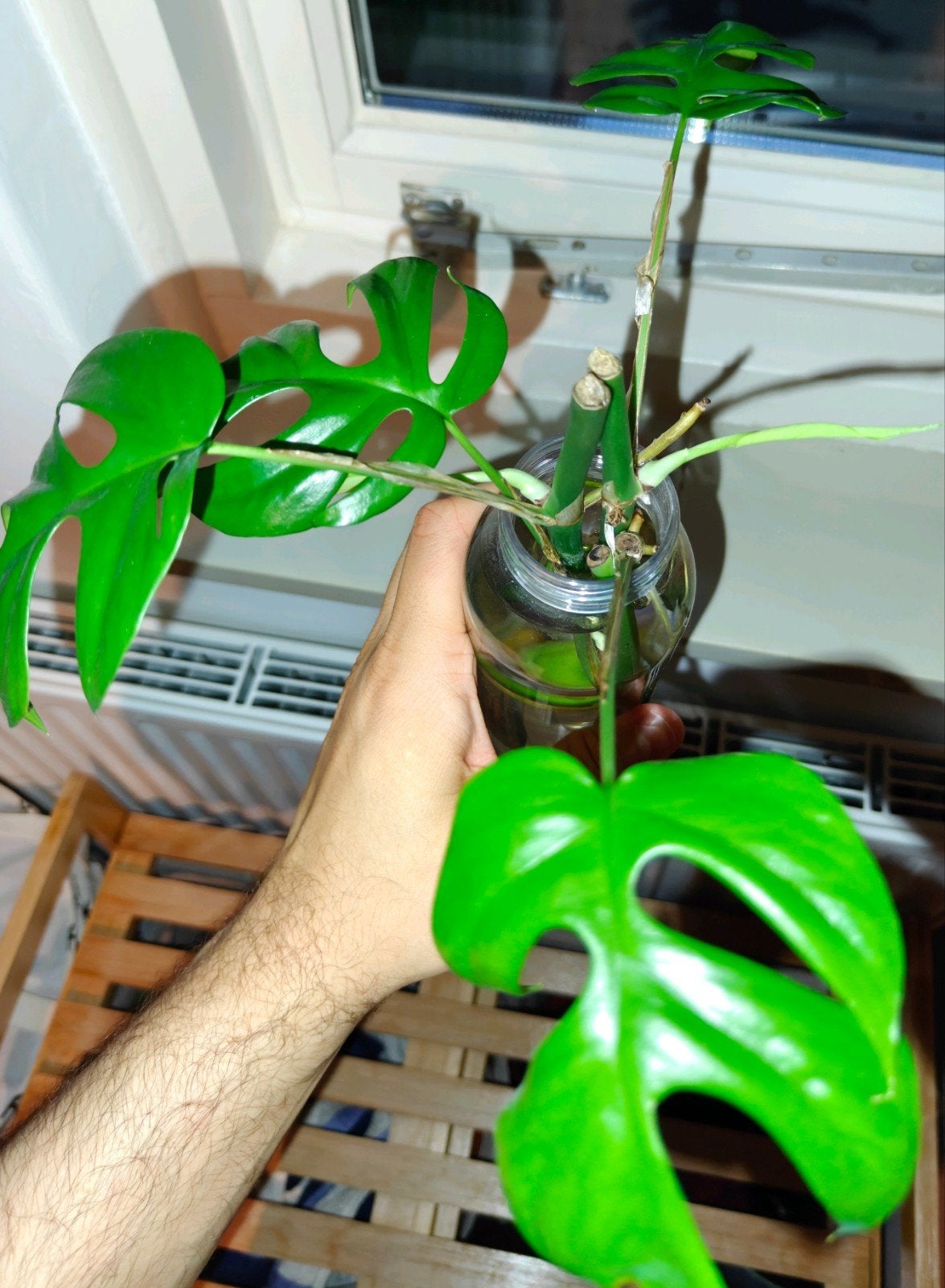 Monstera Minima stekjes (Rhaphidophora Tetrasperma), Overige soorten, Minder dan 100 cm, Groene kamerplant, Halfschaduw