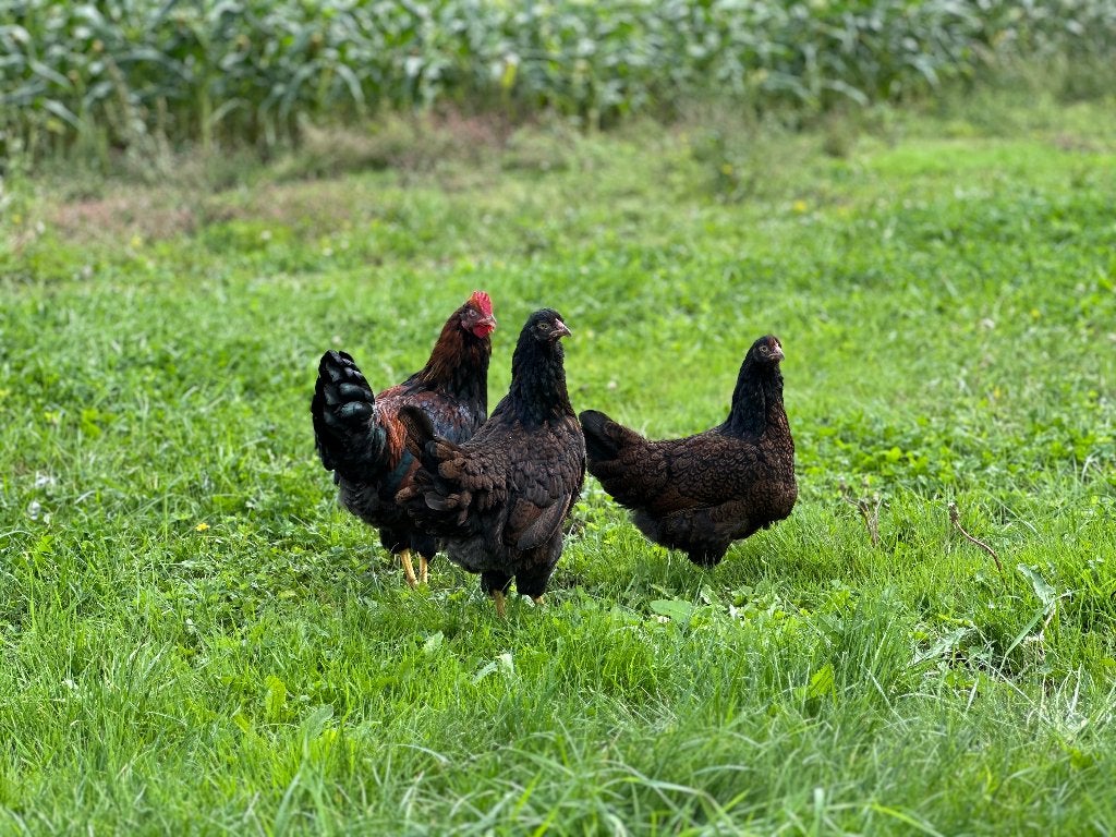 Jonge Barnevelder kippen bruin gezoomd gesekst en ingeënt, Dieren en Toebehoren, Vrouwelijk, Kip