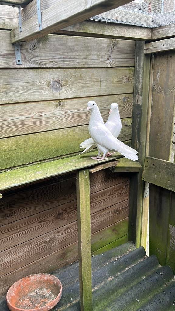Pakistaanse hoog vlieger, Dieren en Toebehoren, Vogels | Duiven, Meerdere dieren, Overige soorten